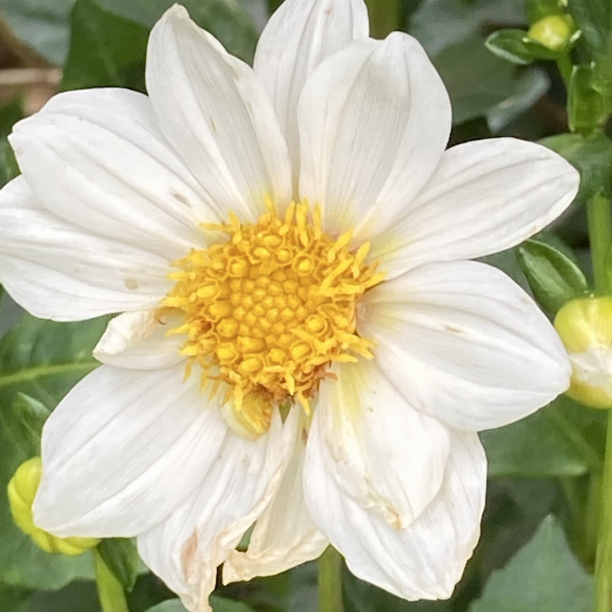 Der Sanddorn trägt dieses Jahr noch mehr als letztes Jahr.
Die Rudbekien oder Sonnenhüte haben sich selbst ausgesamt, h…
