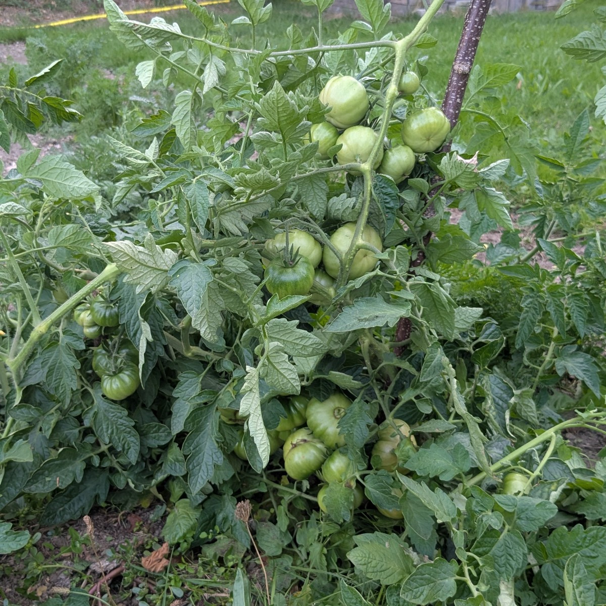 Meine wilde Tomate will mich wohl beeindrucken!