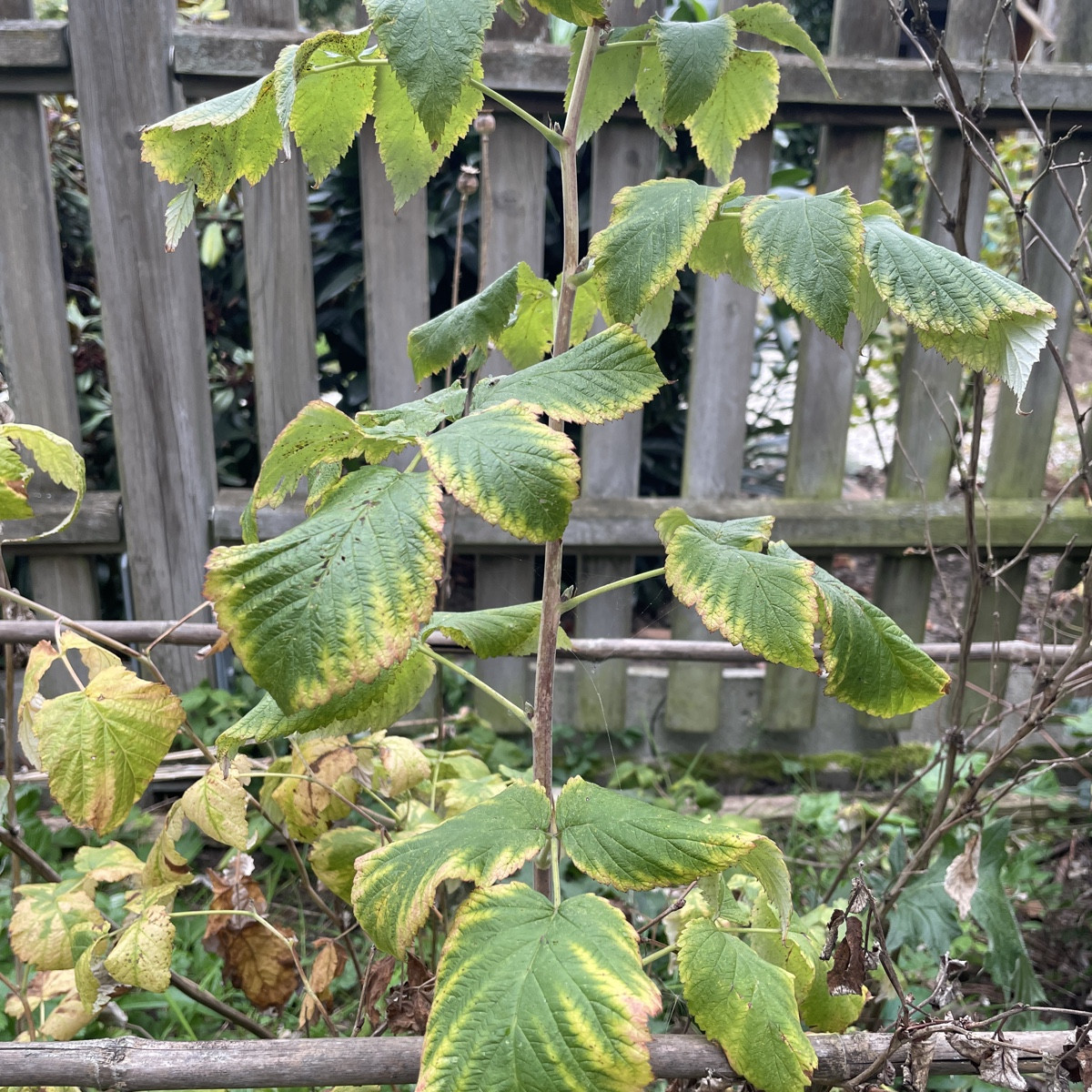 Das ist eine von den alten Himbeeren, eine Rute von diesem Jahr, die ich daher nicht geschnitten habe