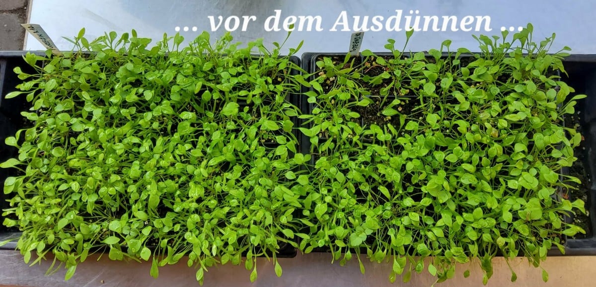 Zum Thema Postelein aussäen: 
Plantura sagt:
▪︎Da der Postelein einen Kältereiz benötig, um zu keimen, ist der beste Ze…