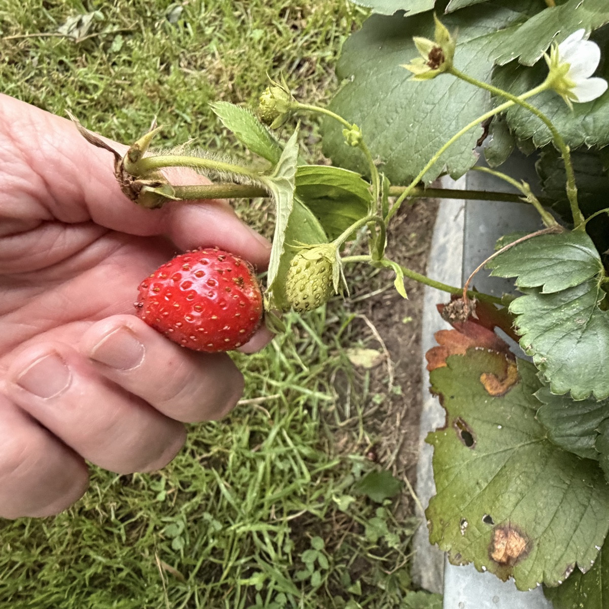 Die traurigen Tomaten, eine 80cm Zucchini für Saatgut, 🙏 
Kürbis, Apfel und Erdbeere 