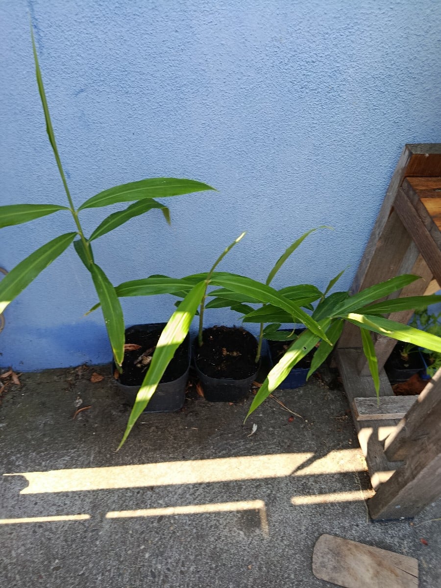 Nochmal zum Thema Miscanthus oder, wie hier Hanfeinstreu. Meine Buschbohnen sind alle gekeimt. Der Einstreu hält den Bo…