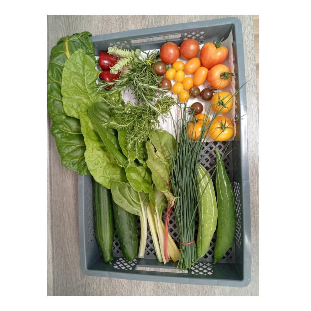 Heute gingen wir #einkaufenimgarten . Eine Kostprobe für unsere lieben Nachbarn als Überraschung. Die 45 cm lange Zucch…