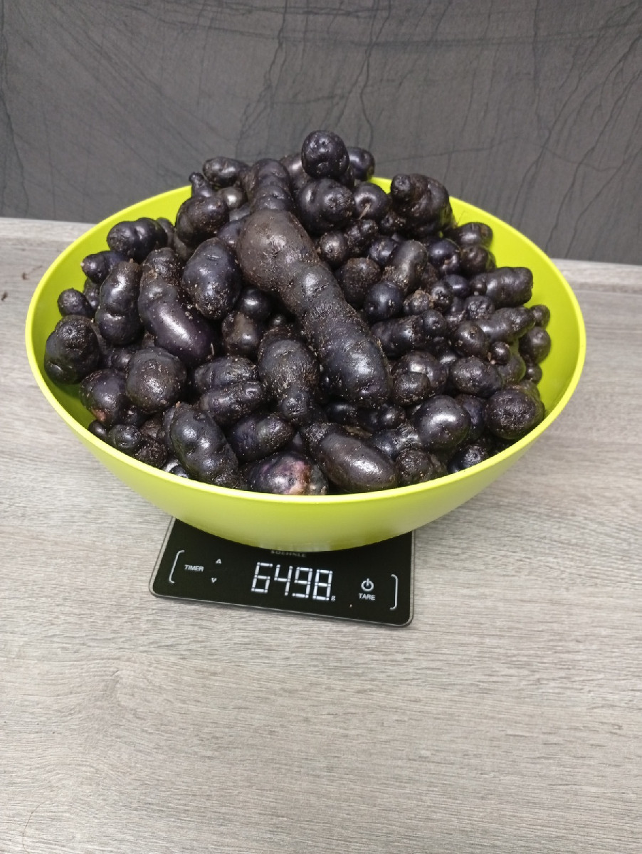 Nun haben wir unsere ersten Kartoffeln @vitelotte-36190 geerntet. Es ist der Ertrag aus 4 Pflanzkästen (40x80cm). Jede …