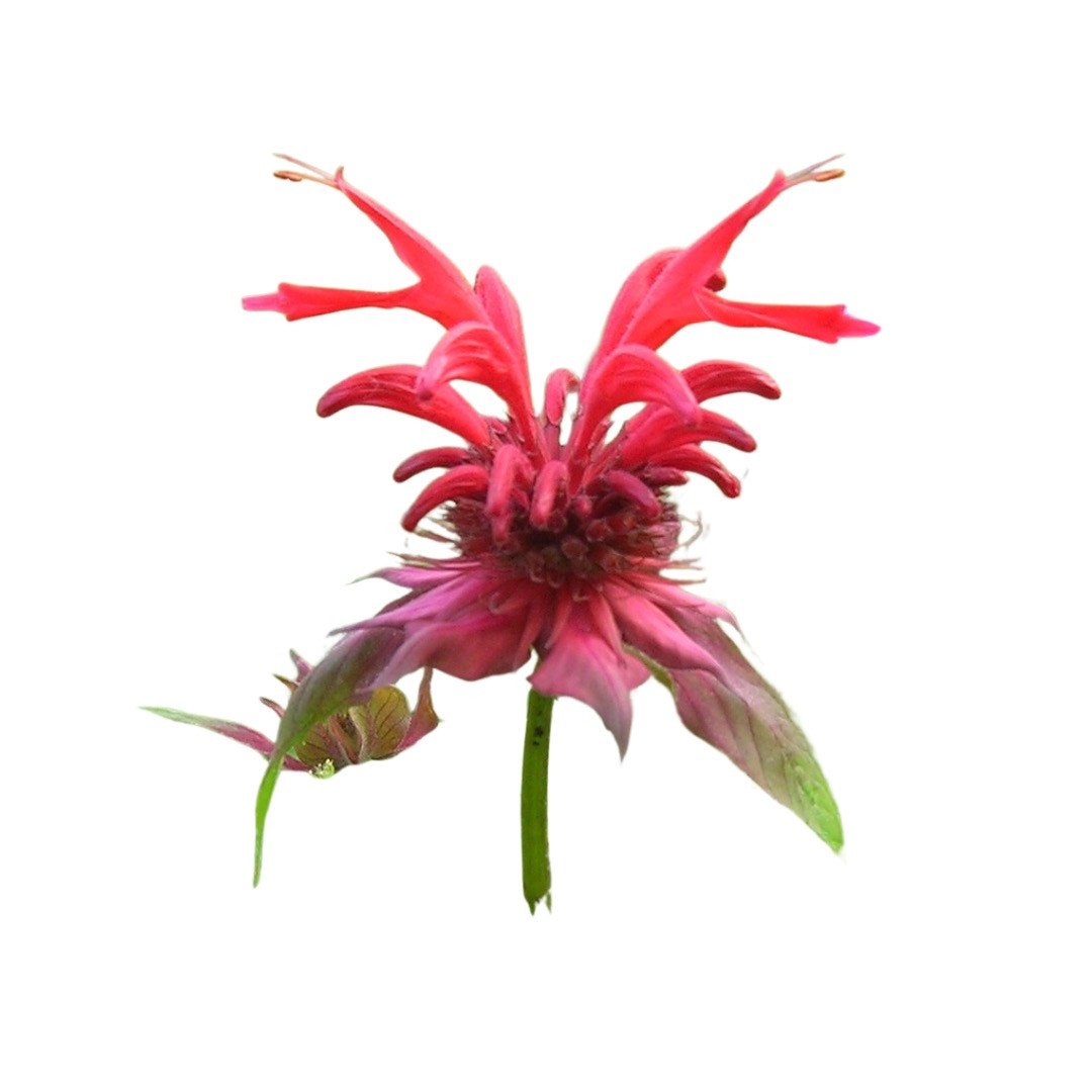 Monarde, Indianernessel, Goldmelisse