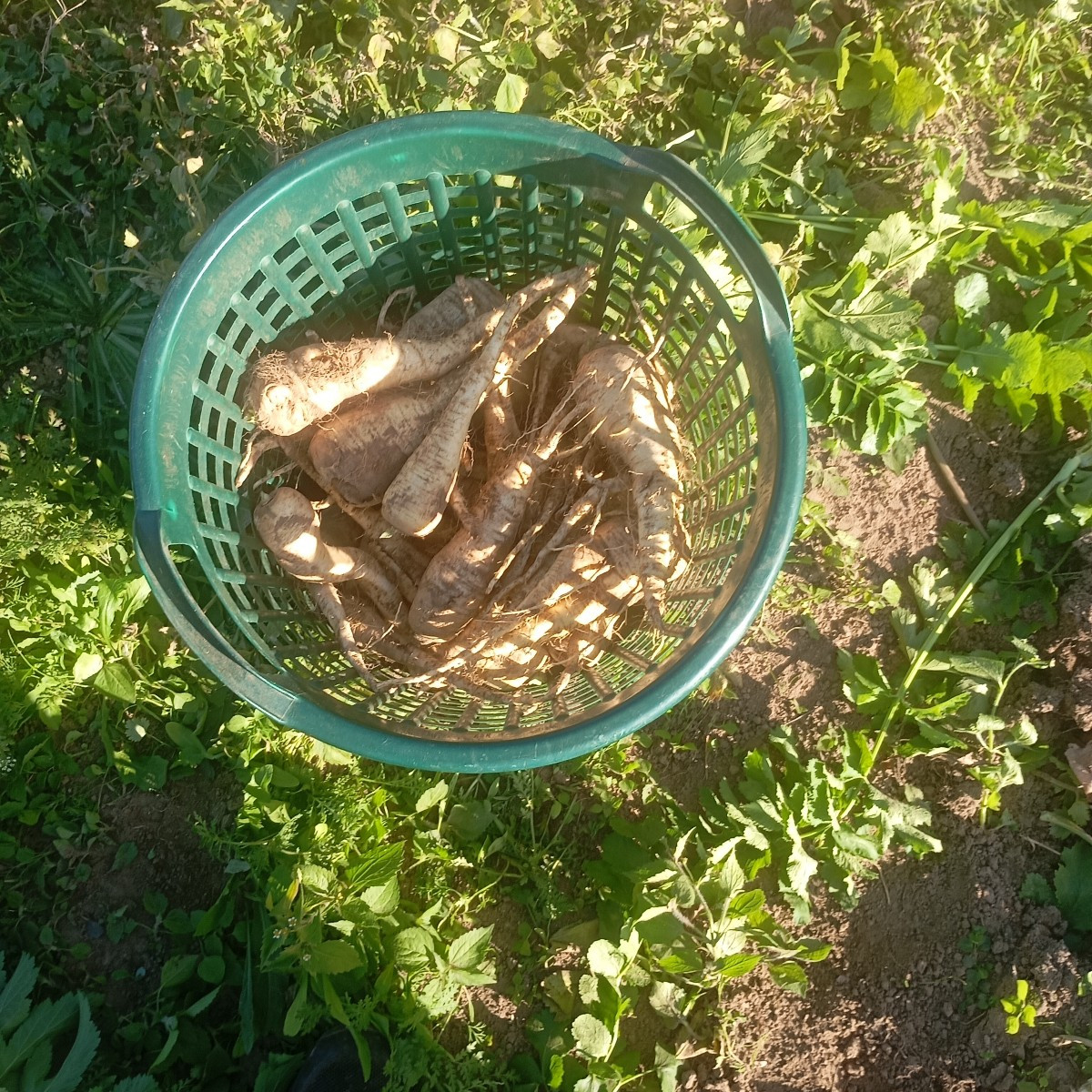 Heute Pastinaken geerntet dabei ist mir eine Grabgabel und eine Mistgabel abgebrochen die Kartoffel-Ernte war relativ g…