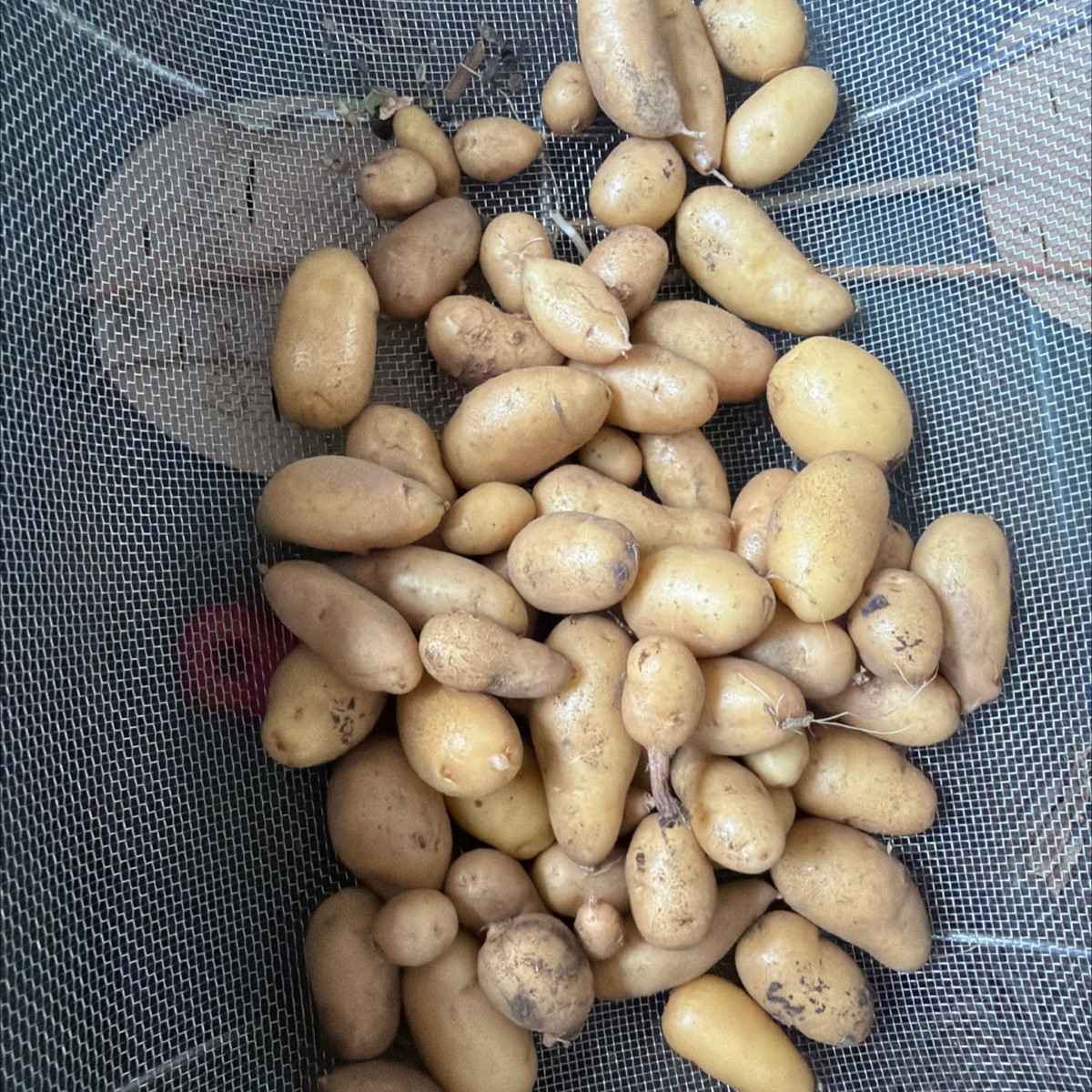 @laratte-22691 
1,8 kg aus zwei Pflanzsäcken. Damit bin ich zufrieden.
Die Mini-Minis kommen in die Pfanne. Die größten…