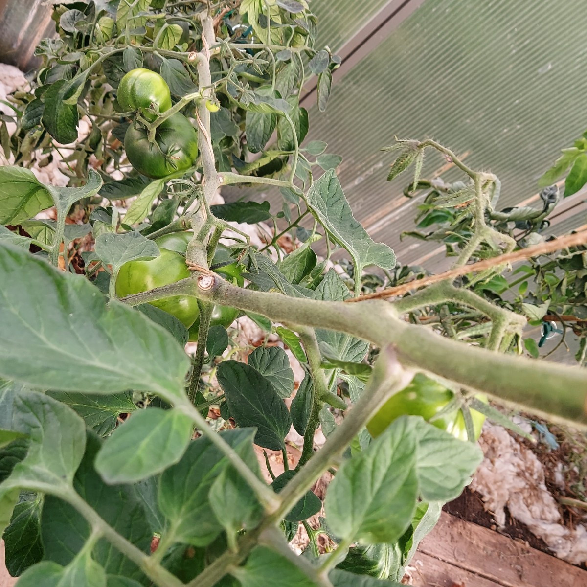 Meine lieben ich brauche eure Hilfe, diese Tomaten stehen alle noch im unbeheizten Gewächshaus, glaubt ihr ich bekomme …