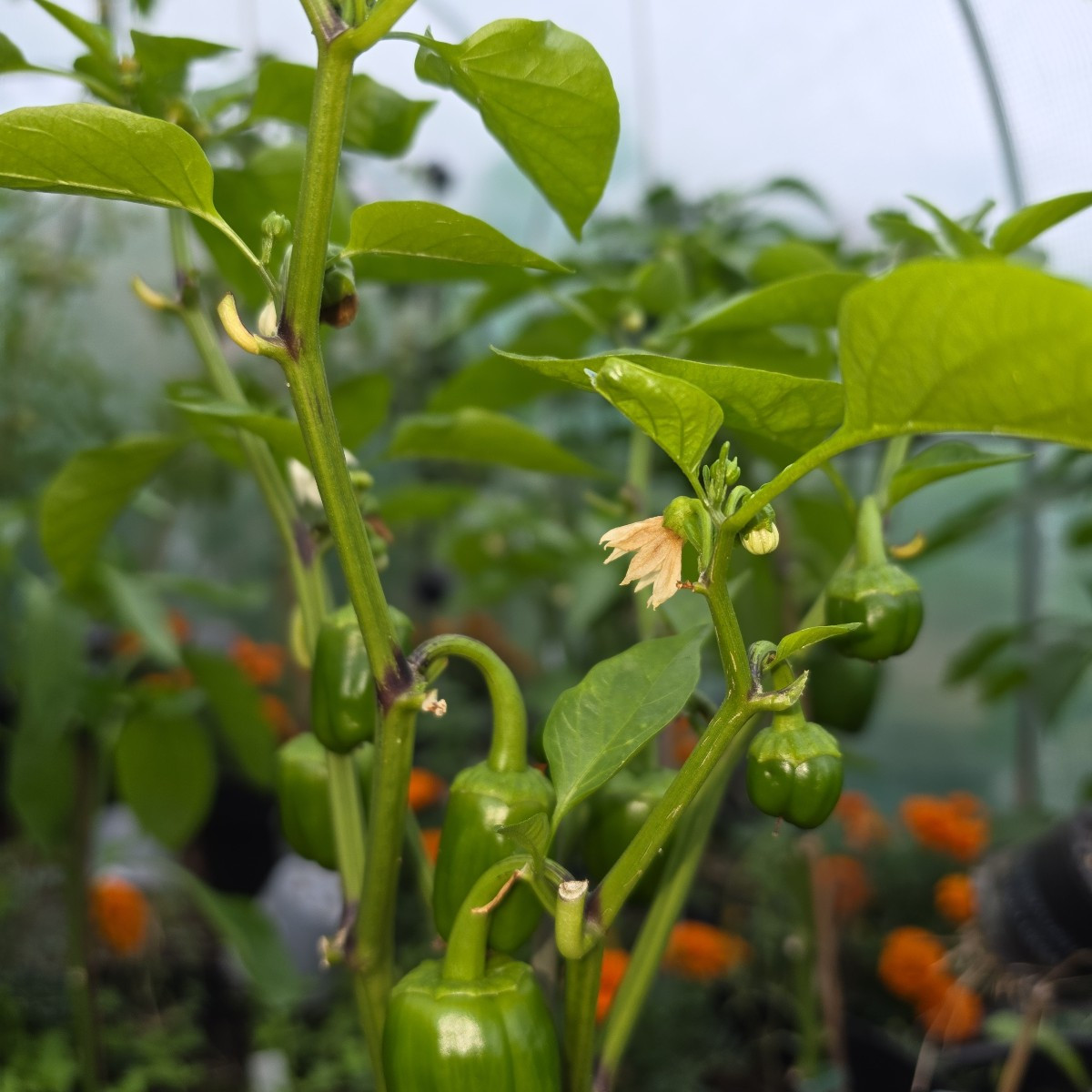 Ich möchte gerne Anweisungen ob ich welche Paprika(Blüten) die dicht an einander wachsen abschneiden soll? Sehe die Bil…