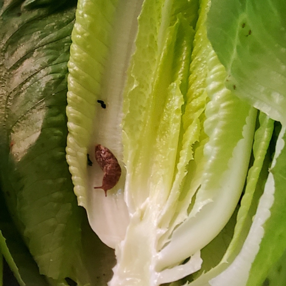 ...der erste von 3 Romanaköpfen wurde heute abgesäbelt...
...So schönen Romana hatte ich schon lange nicht mehr 🤩
Foto…