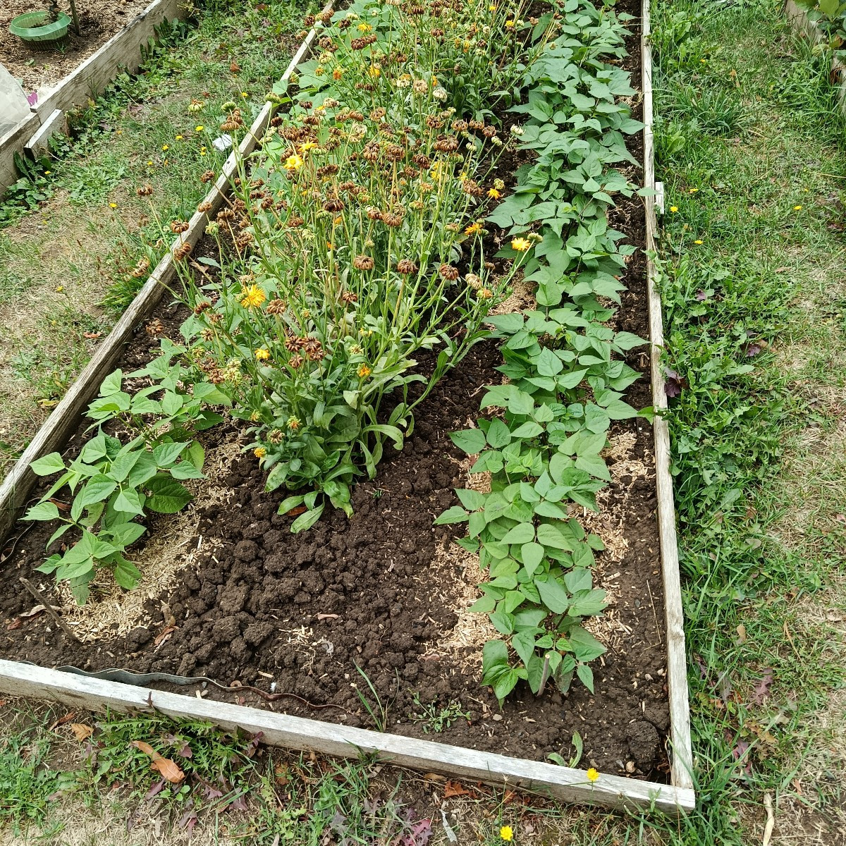 Heute die Birnen gepflückt. Sie dürfen jetzt noch etwas nachreifen. 
Wieder Fallobstäpfel, Pastinaken, Tomaten, Erdbeer…