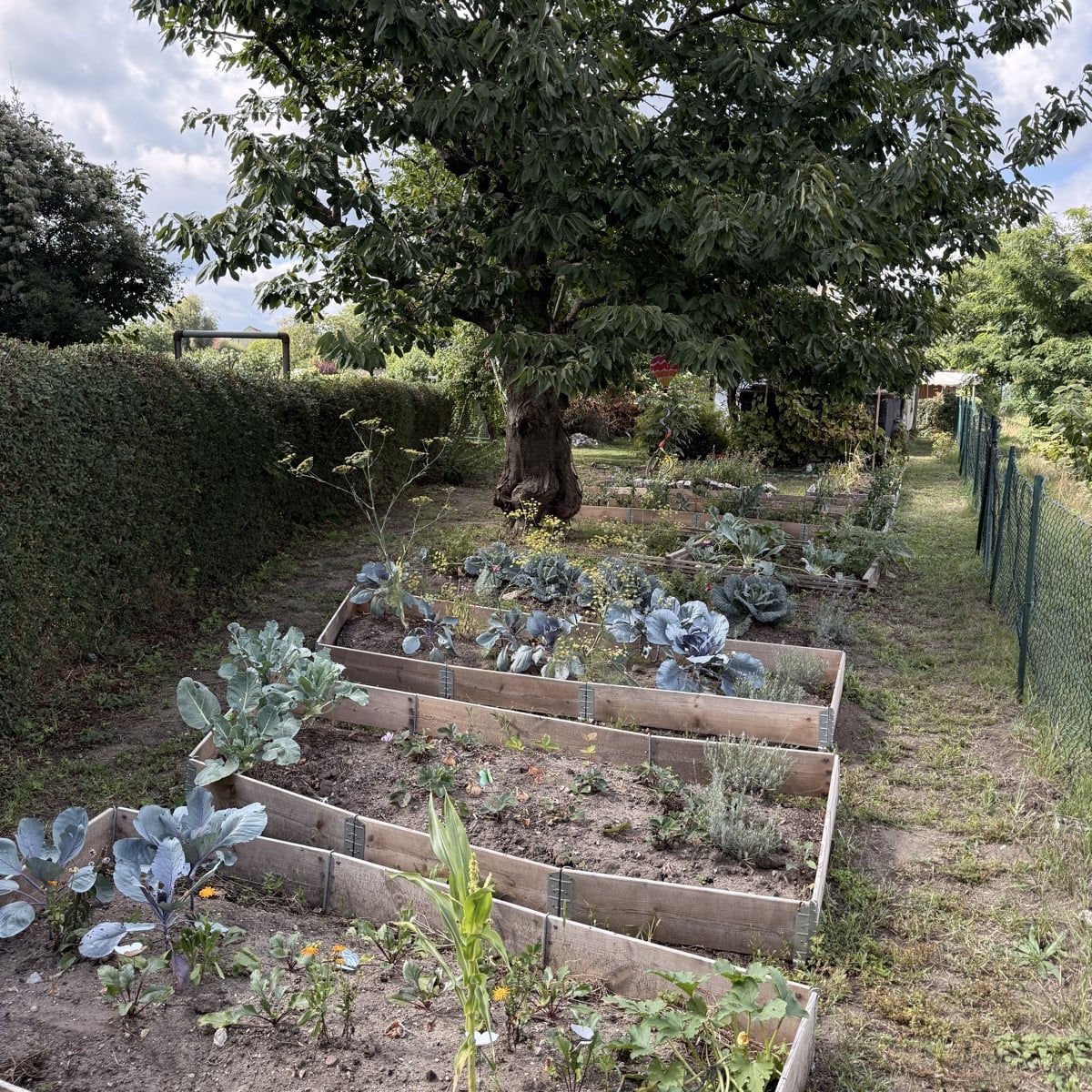 Garten Update ☺️ so langsam geht es ans abernten und überlegen wie es weiter geht. Ich denke darüber nach, die paletten…