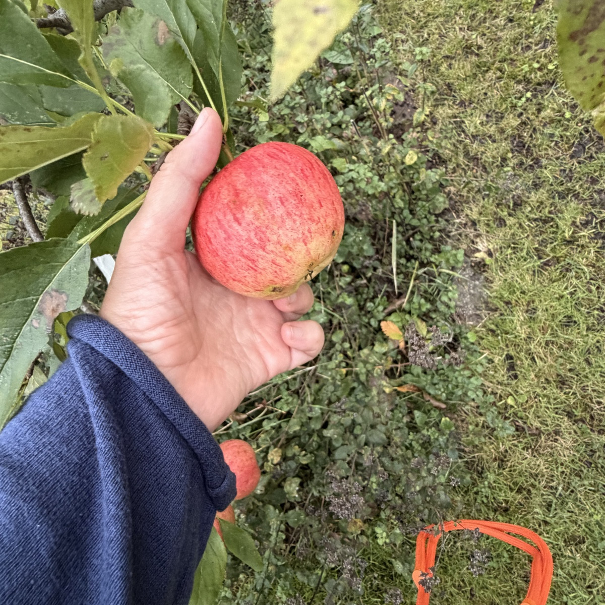 Die traurigen Tomaten, eine 80cm Zucchini für Saatgut, 🙏 
Kürbis, Apfel und Erdbeere 