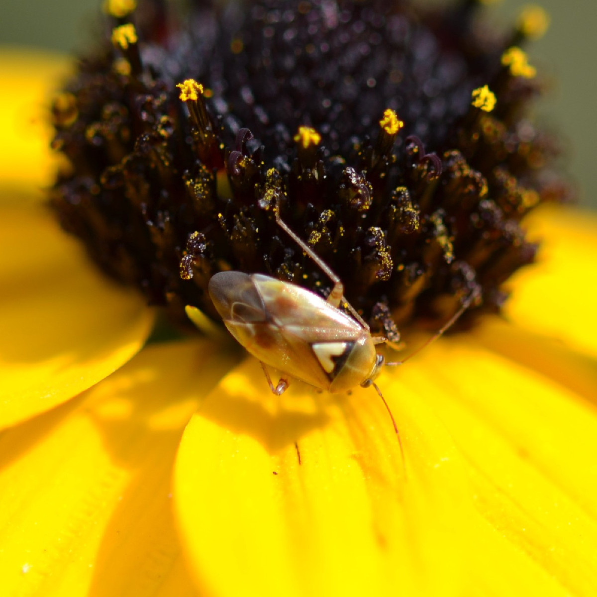 The beautiful weather is still attracting lots of insects. Here’s what I found: Photo 1: the caterpillar of the sorrel …