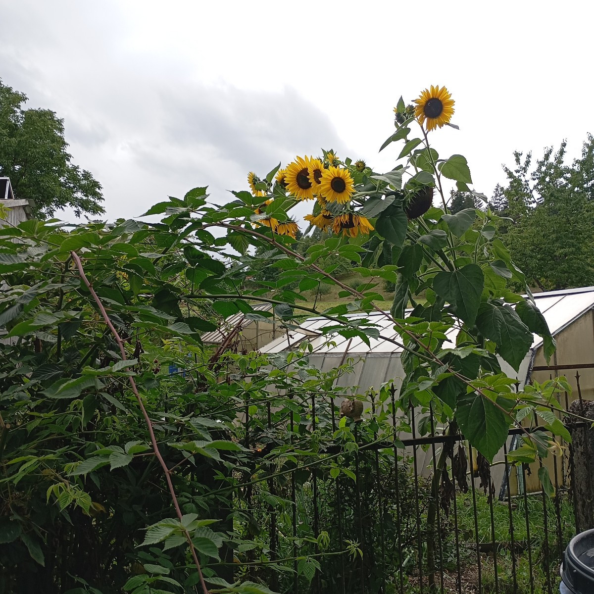 Meine Sonnenblumen blühen wunderschön heute Kirchpflaumen geerntet werde sie heut Abend dampfentsaften 