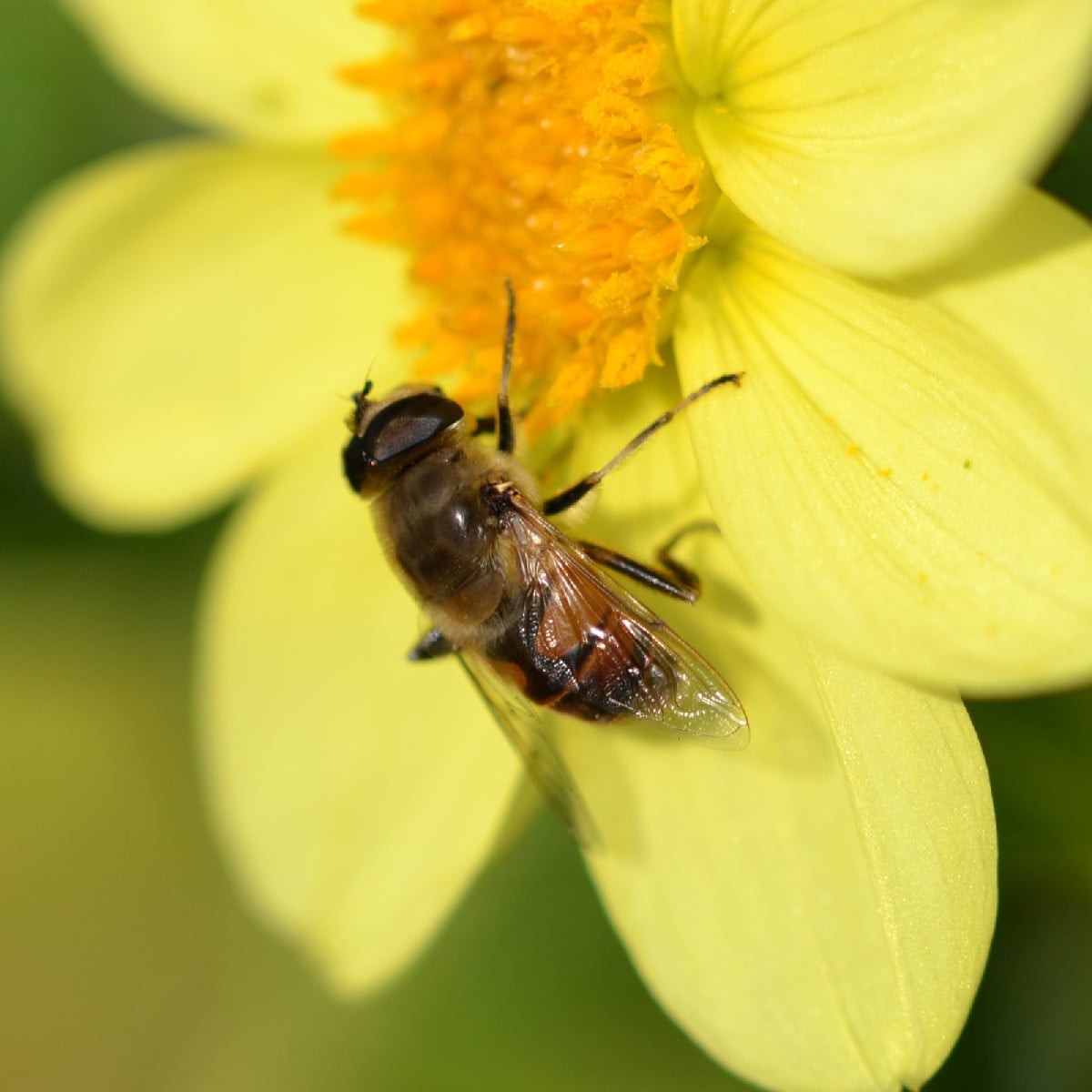 Woran kann man bei Schwebfliegen erkennen, ob es sich um ein Weibchen oder ein Männchen handelt? Ich hab bei der Mistbi…