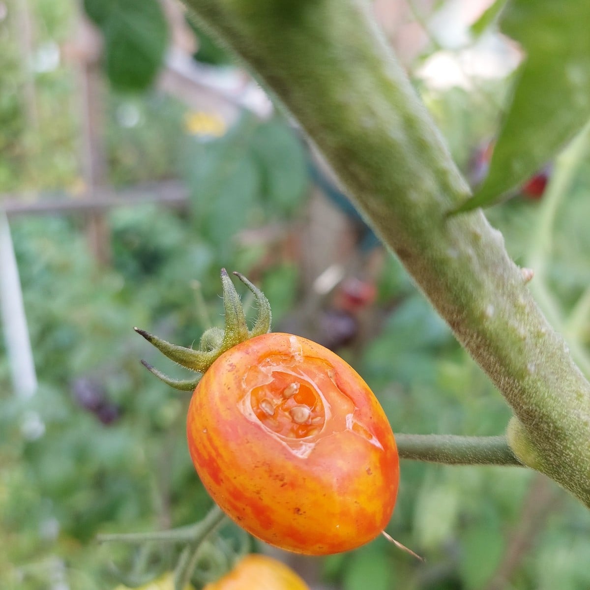Heute war ich endlich mal wieder mit Muße im Garten.
Und ich dachte schon, es wird ein mageres Bohnenjahr.
Hab auch vom…