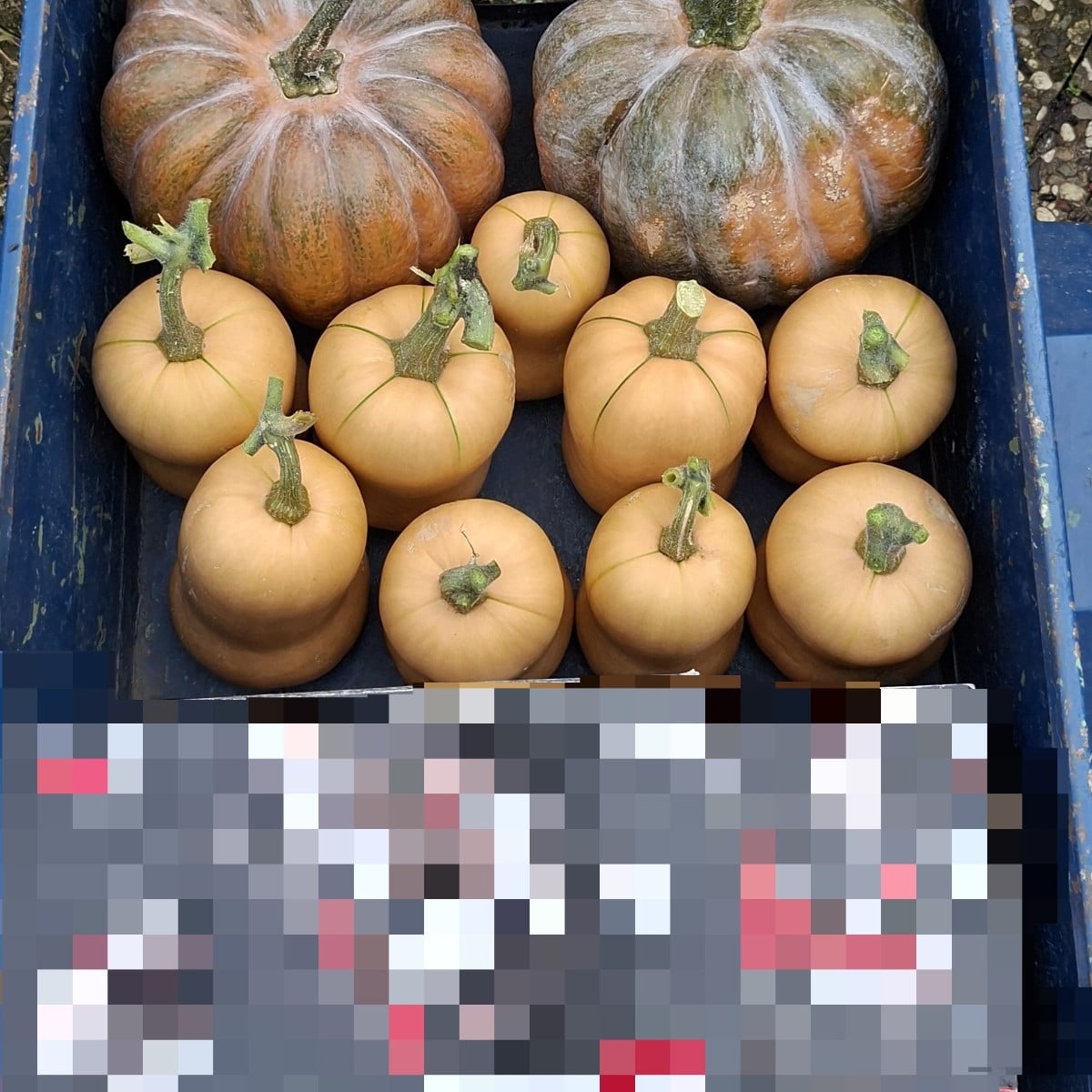 Since it's going to get much colder here starting next week, I've already winterized my garden. 😂 The pumpkins will be…