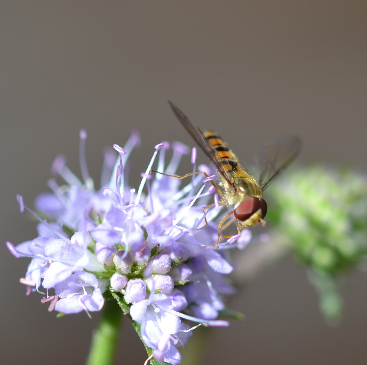 The beautiful weather is still attracting lots of insects. Here’s what I found: Photo 1: the caterpillar of the sorrel …