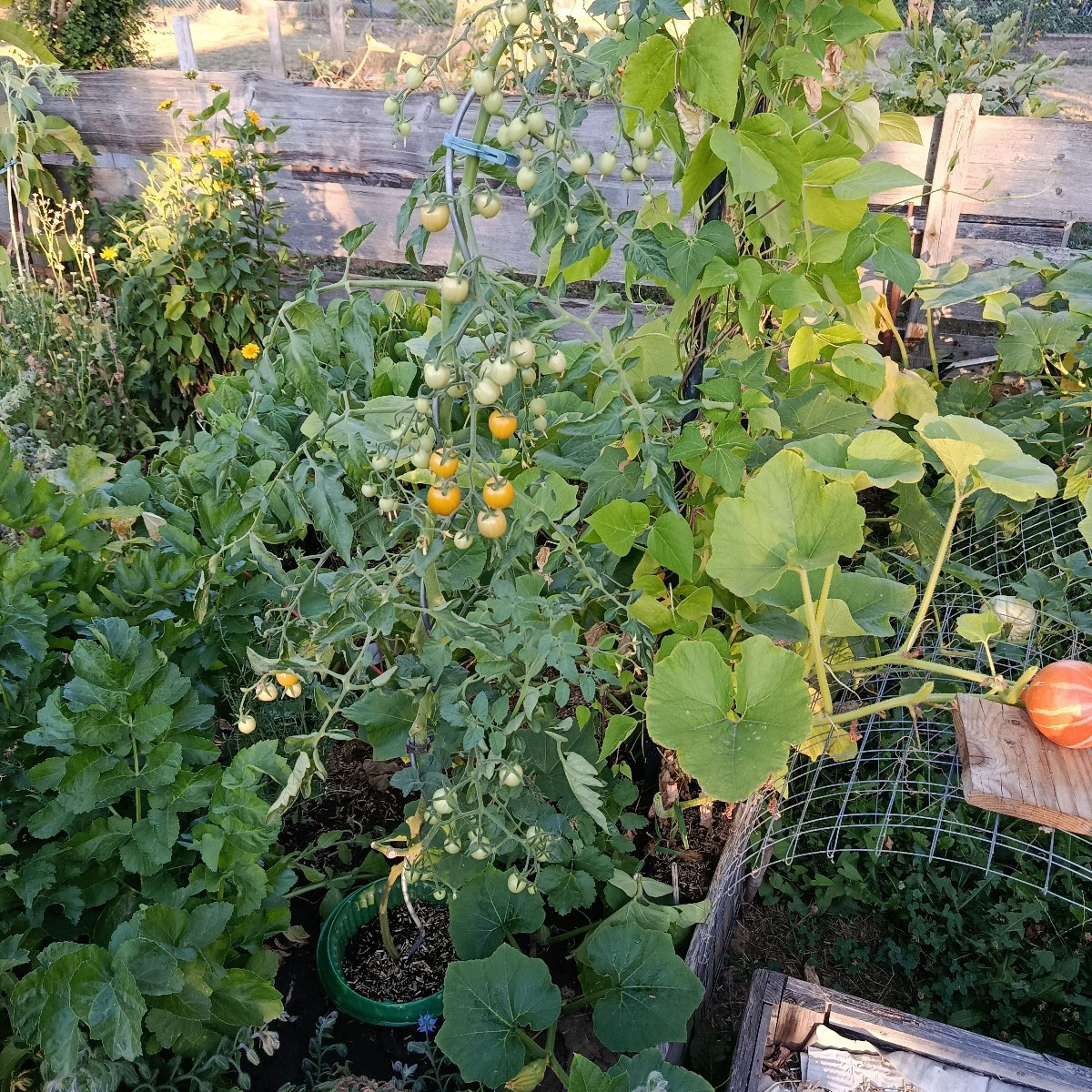 Die Tomate Goldita produziert und trotzt der Hitze. Ananastomate habe ich dieses Jahr nur zwei.😥
Kürbis ist auch nicht…