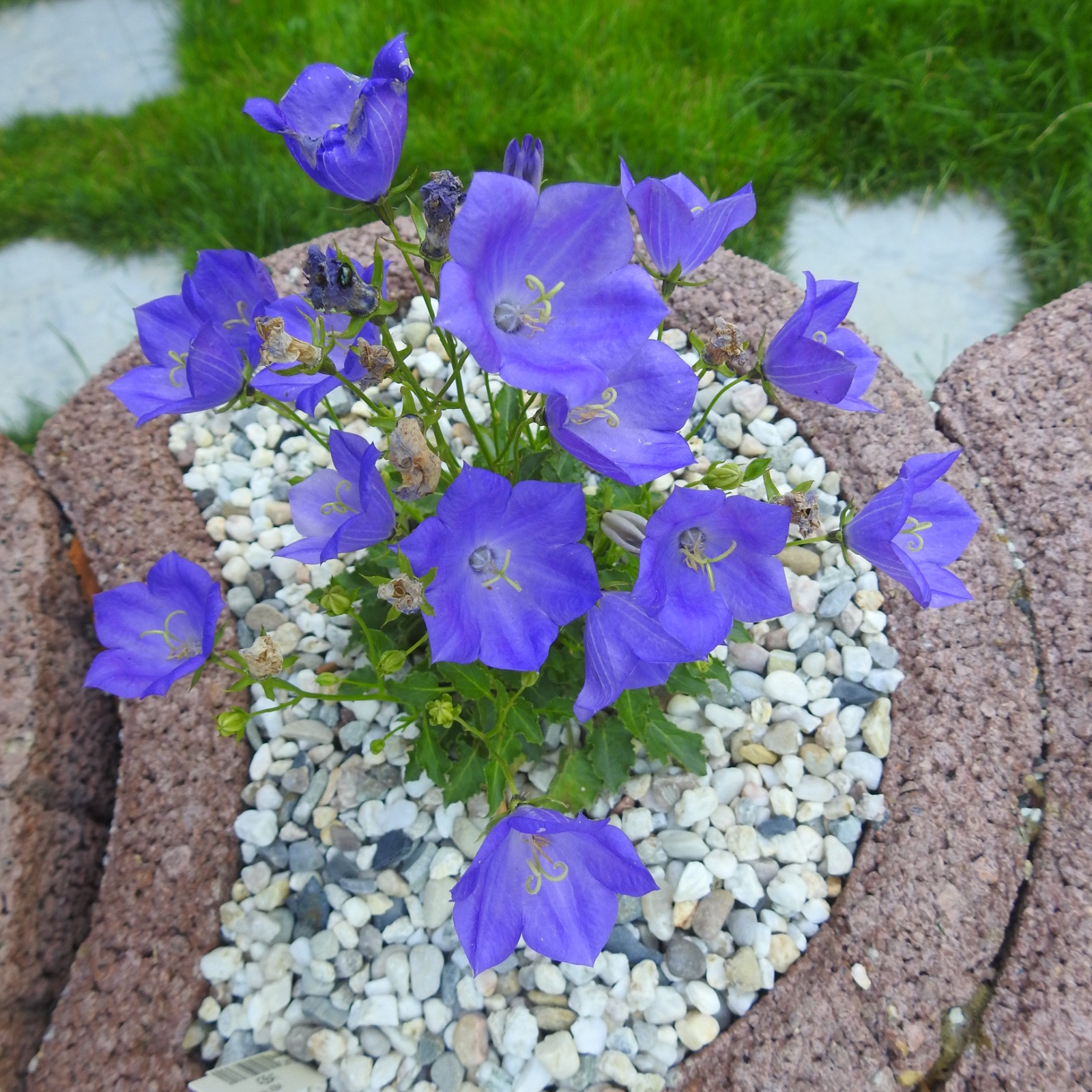Karpaten-Glockenblume 'Blaue Clips'