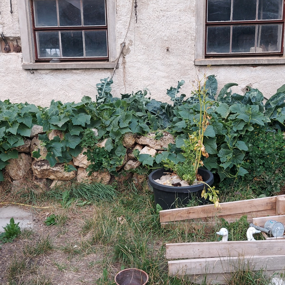 Heute die erste große Ernte reingeholt. Meine ersten Zucchini dieses Jahr 🥰
Einige Gurken hatten wir schon, sowie eine…