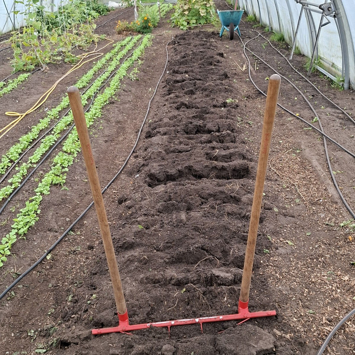 Heute wurde in Folientunnel 3 die letzten Tomaten geerntet, die unreifen und überreifen entsorgt in die schwarze Tonne …