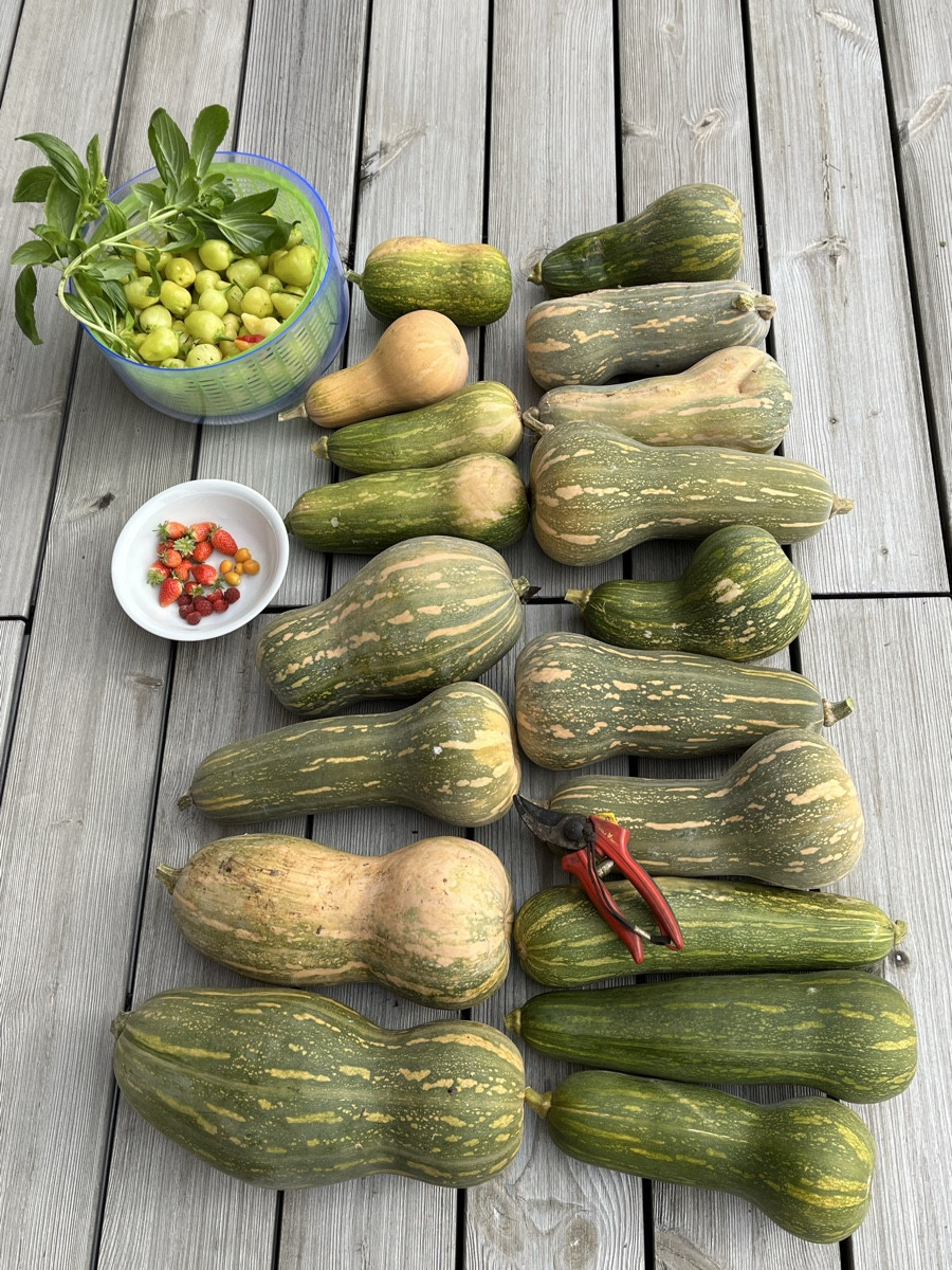 Vor 4 Tagen das Gewächshaus geräumt. Die noch grünen Tomaten reifen im Haus nach. Aus den reifen gab’s den italienische…