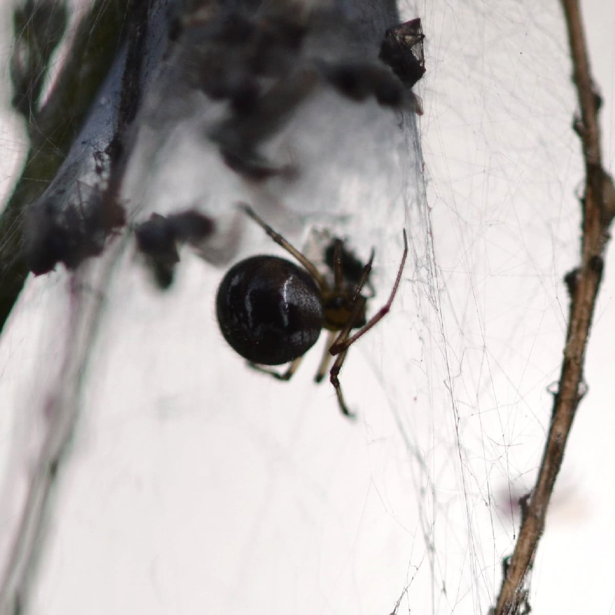 Foto 1: müsste laut Observation.org die Baumsichelwanze sein - die hab ich noch nie fotografiert. Foto 2 und 3: eine Du…
