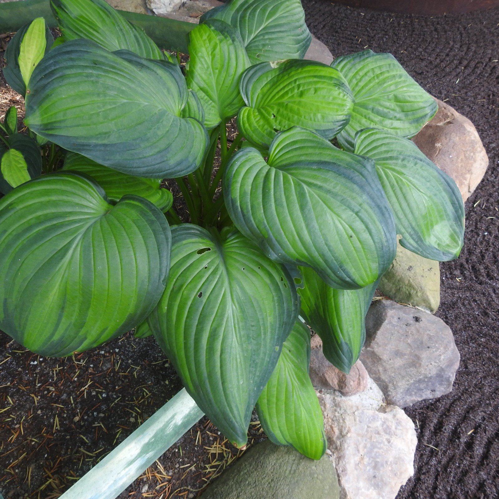 Duftende Lilien-Funkie 'Guacamole'