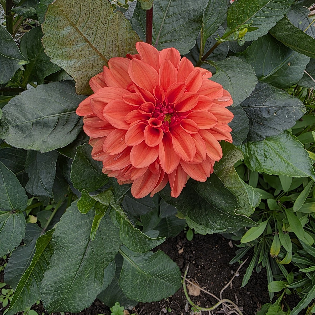 Unsere Dahlien blühen auch endlich. Dieses Jahr haben sie sich Zeit gelassen.