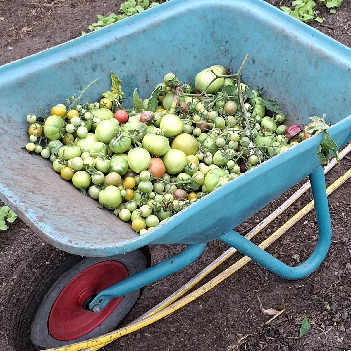 Heute wurde in Folientunnel 3 die letzten Tomaten geerntet, die unreifen und überreifen entsorgt in die schwarze Tonne …