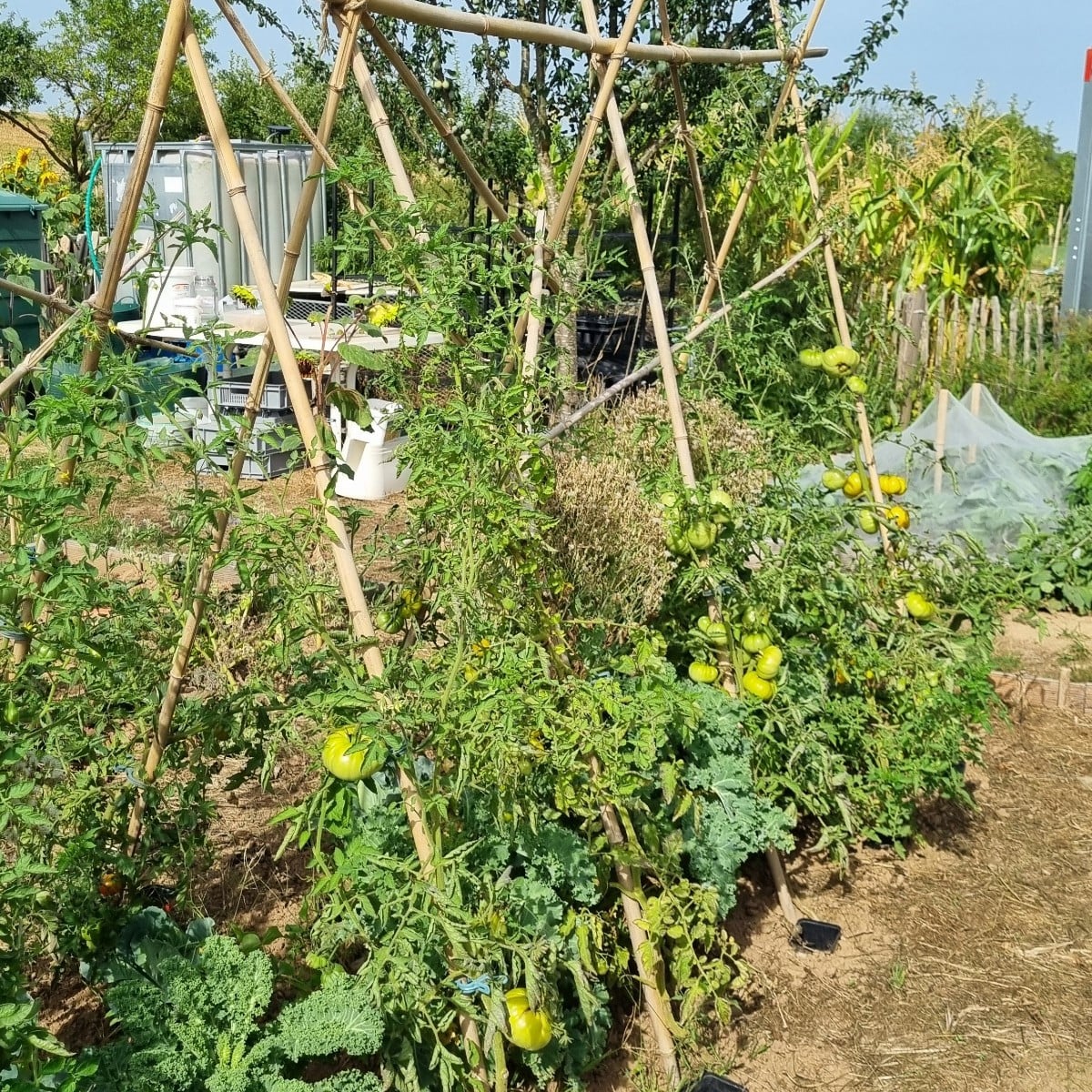Wir waren gerade #einkaufenimgarten 
Der erste Zuckermais in diesem Jahr sieht gut aus. Tomaten werden jetzt zunehmend …