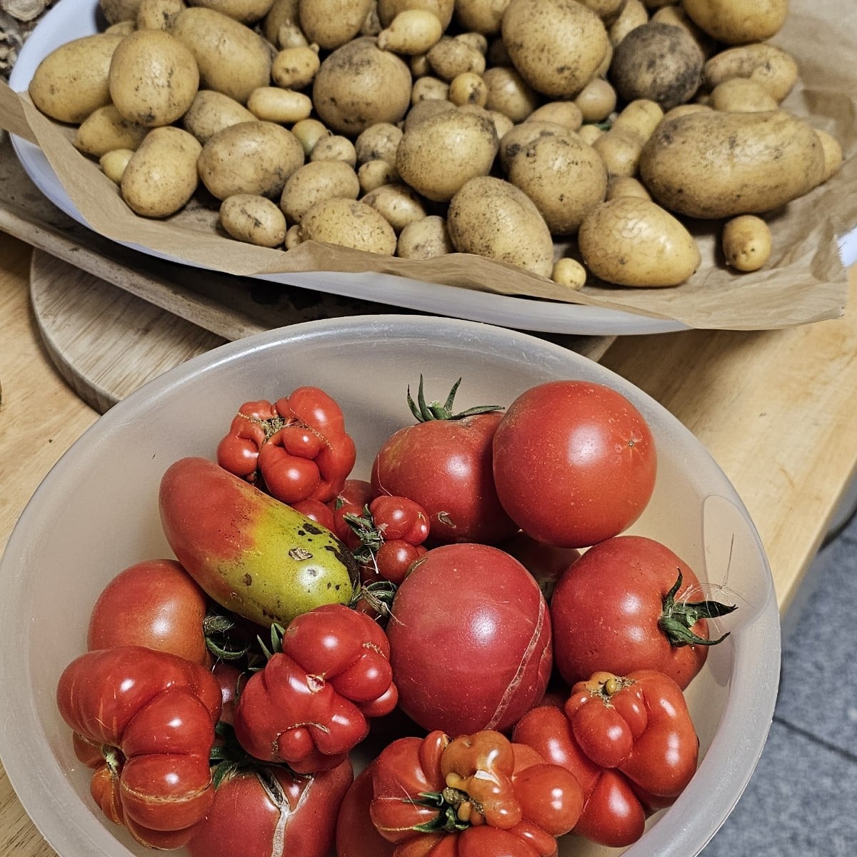 So langsam werden die tomaten. Letztes jahr um die zeit hatte ich kiloweise geerntet und eingemacht. Naja, dafür habe i…