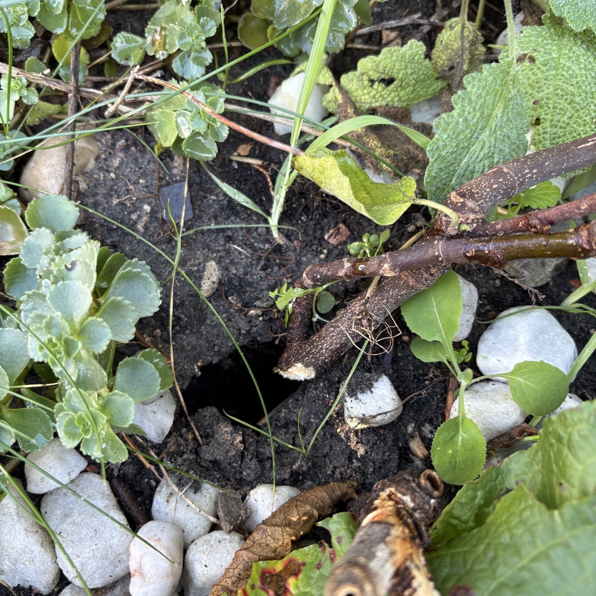 jetzt schlägt‘s aber schon 13! Ich hab dieses Jahr die Mäuse in meinem Garten einfach gelassen, bau eh nicht mehr viel …