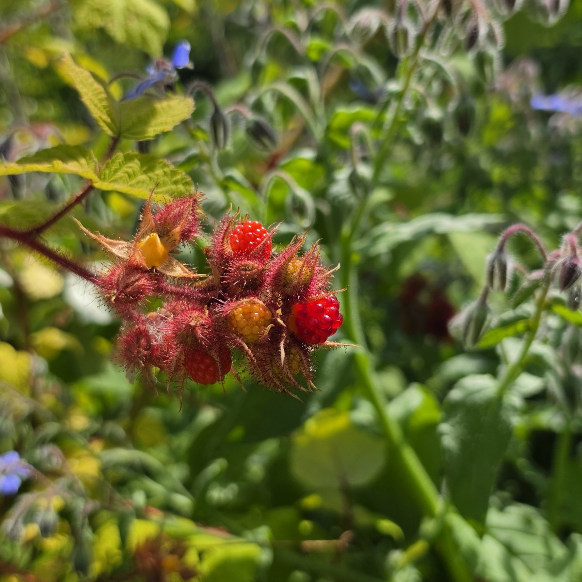 Hallo ihr Lieben, hier ist ein kleiner Gruß aus dem Schrebergarten. #schrebergarten #selbstversorger #gemüseanbau #somm…