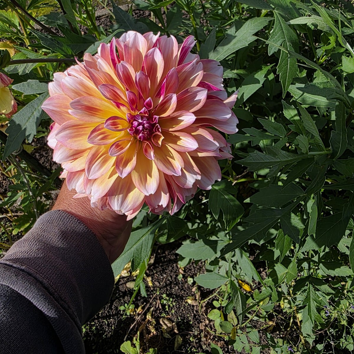 Unsere Dahlien blühen auch endlich. Dieses Jahr haben sie sich Zeit gelassen.