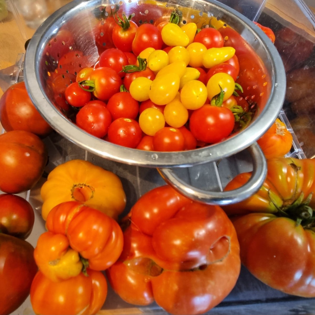 Wir waren gerade #einkaufenimgarten 
Der erste Zuckermais in diesem Jahr sieht gut aus. Tomaten werden jetzt zunehmend …