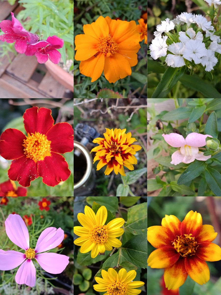 Im Hausgarten habe ich Mangold, etwas Feldsalat, Salat und eine Handvoll Tomaten geerntet. Es blüht noch schön, die Fle…