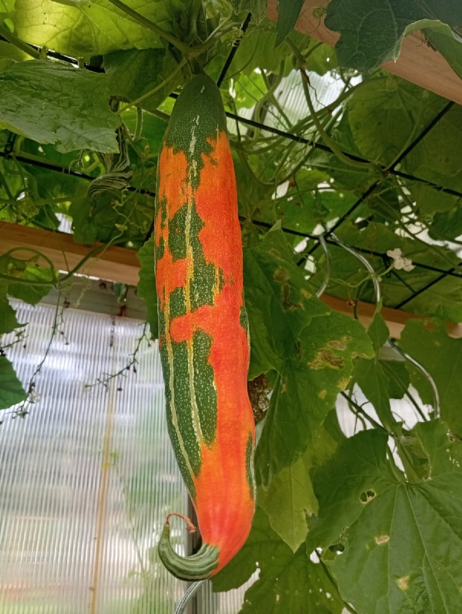 The first snakehead cucumbers are slowly turning red, and the plants are still producing more. Pampas grass in full blo…
