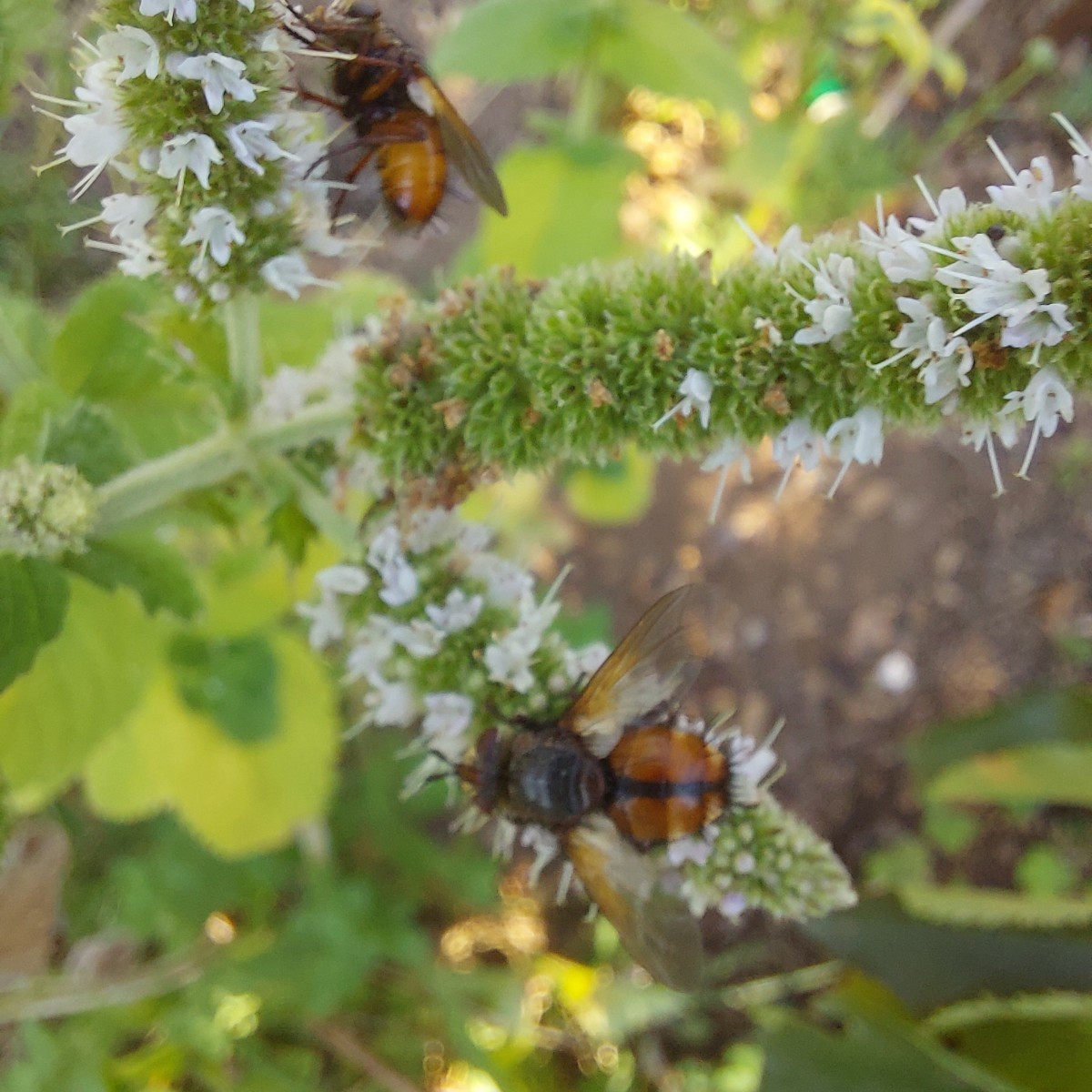 Gestern wieder spannende Tiere entdeckt.
An der Apfelminze hat es nur so gewimmelt von Fliegen. Schillernd grüne und di…