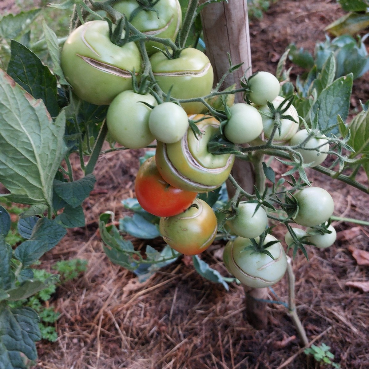 Vielleicht kann mir euer Schwarmwissen bei meinem Problem wieder helfen. 
Alle meine Tomaten kommen scheinbar mir der H…