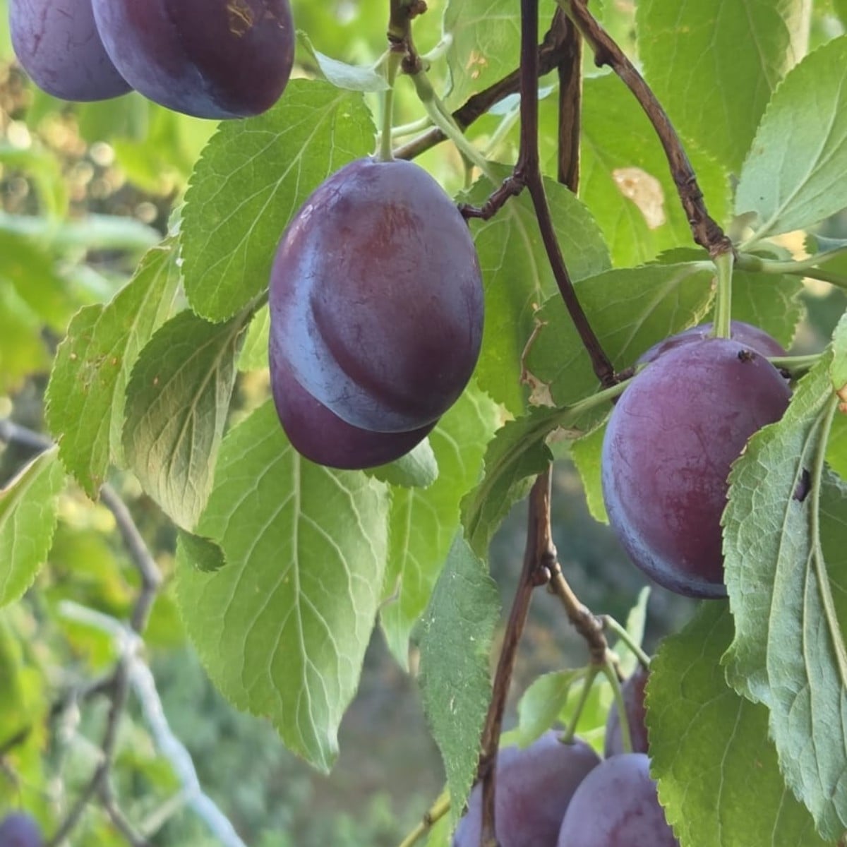 Hallo ihr Lieben! Anbei News vom Balkon.  Hauszwetschge , Pfirsich 🍑 " Bonanza" und Birne 🍐  " Conference" . Wird! 