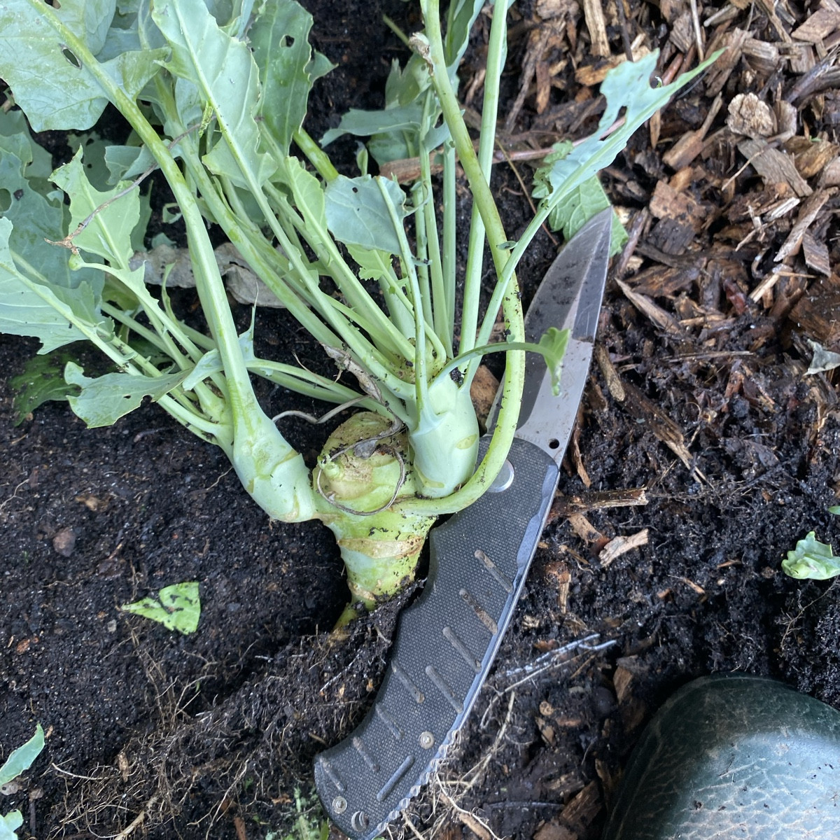 Meine Kohlrabi schaffen es dieses Jahr bestenfalls in die Kategorie „künstlerisch wertvoll“.- In Zeugnissen auch gern u…