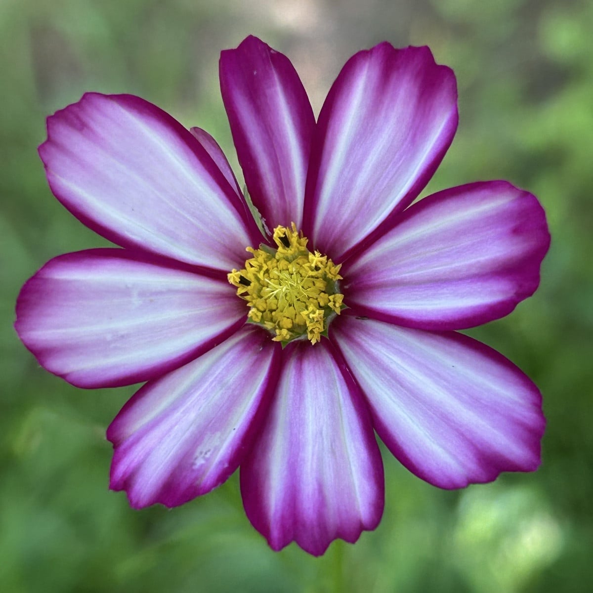 Bild 1 : die wohl schönste Cosmea Blüte. 

Bild 2: ich habe keine einzige Prunkwinde gesät.

Bild 3: darf man so ? #Mis…