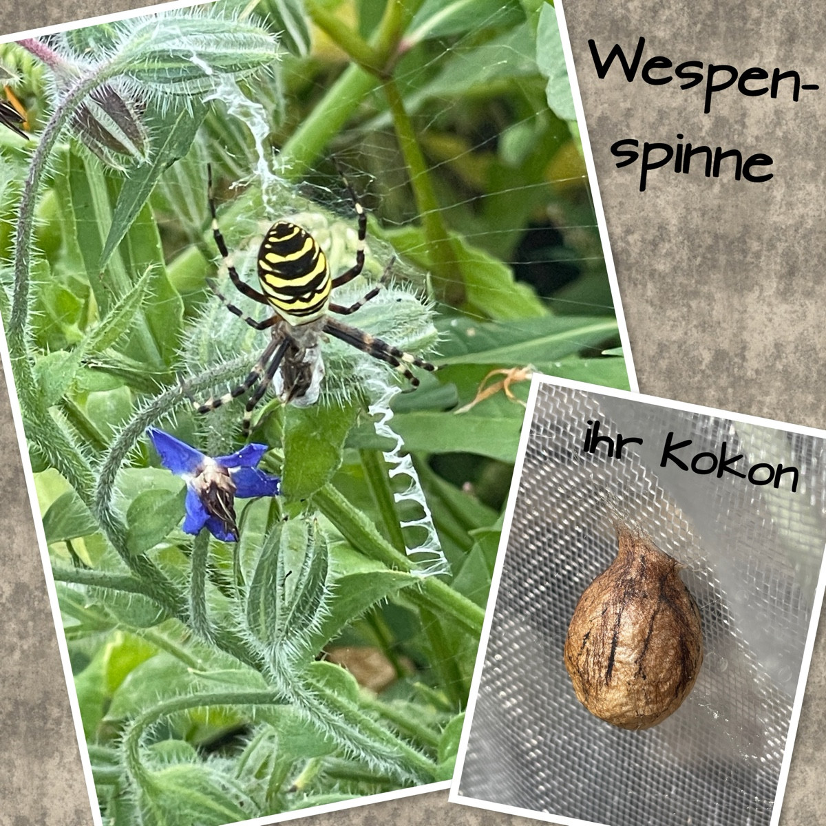 Der Kokon der Wespenspinne ist eine krug- oder urnenförmige, papierartige Hülle von etwa 2 bis 3 cm Größe, die ab Augus…