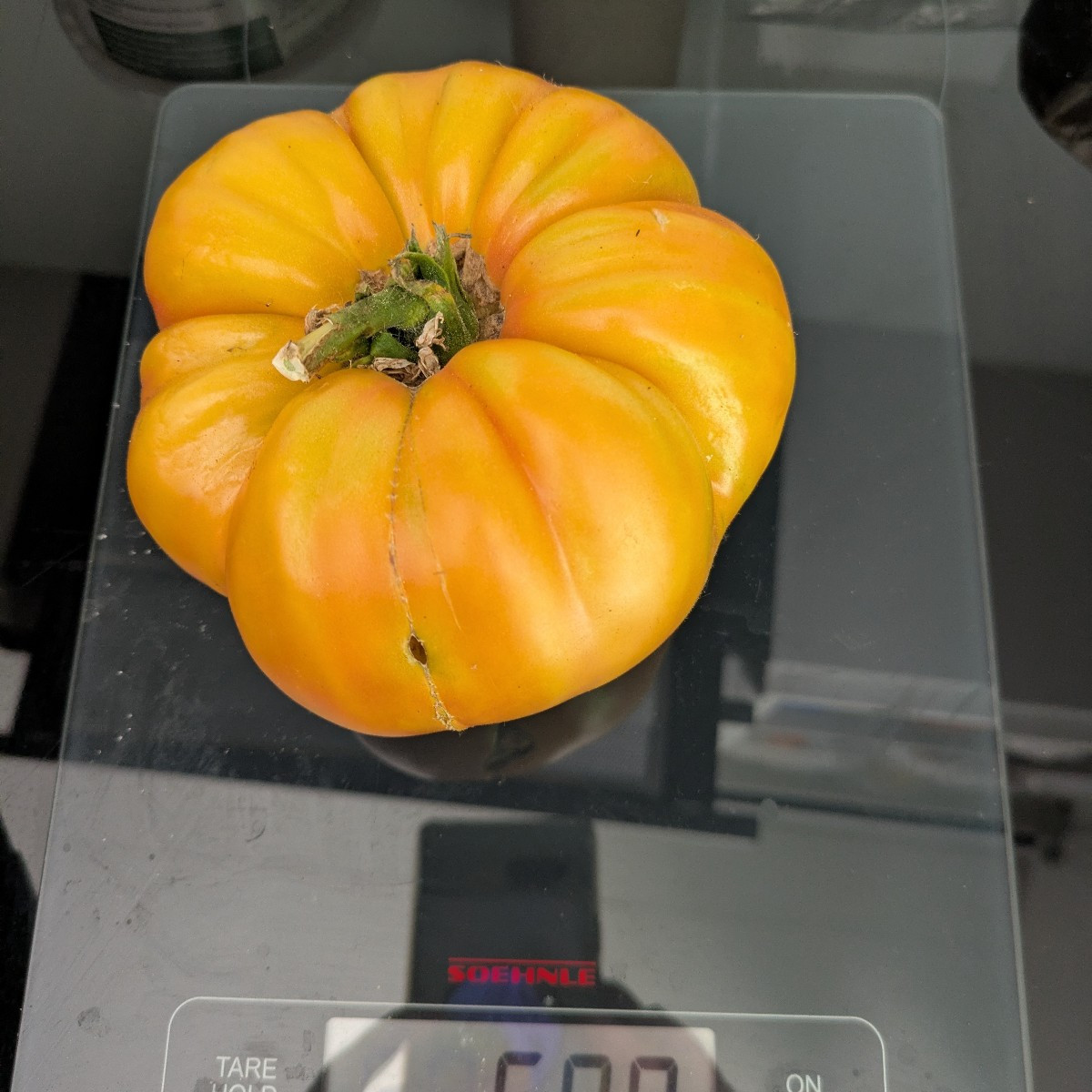 Was für ein toller Empfang nach den Ferien! Tomaten haben richtig losgelegt, Bohnen, Zucchini und Gurken machen weiter.…