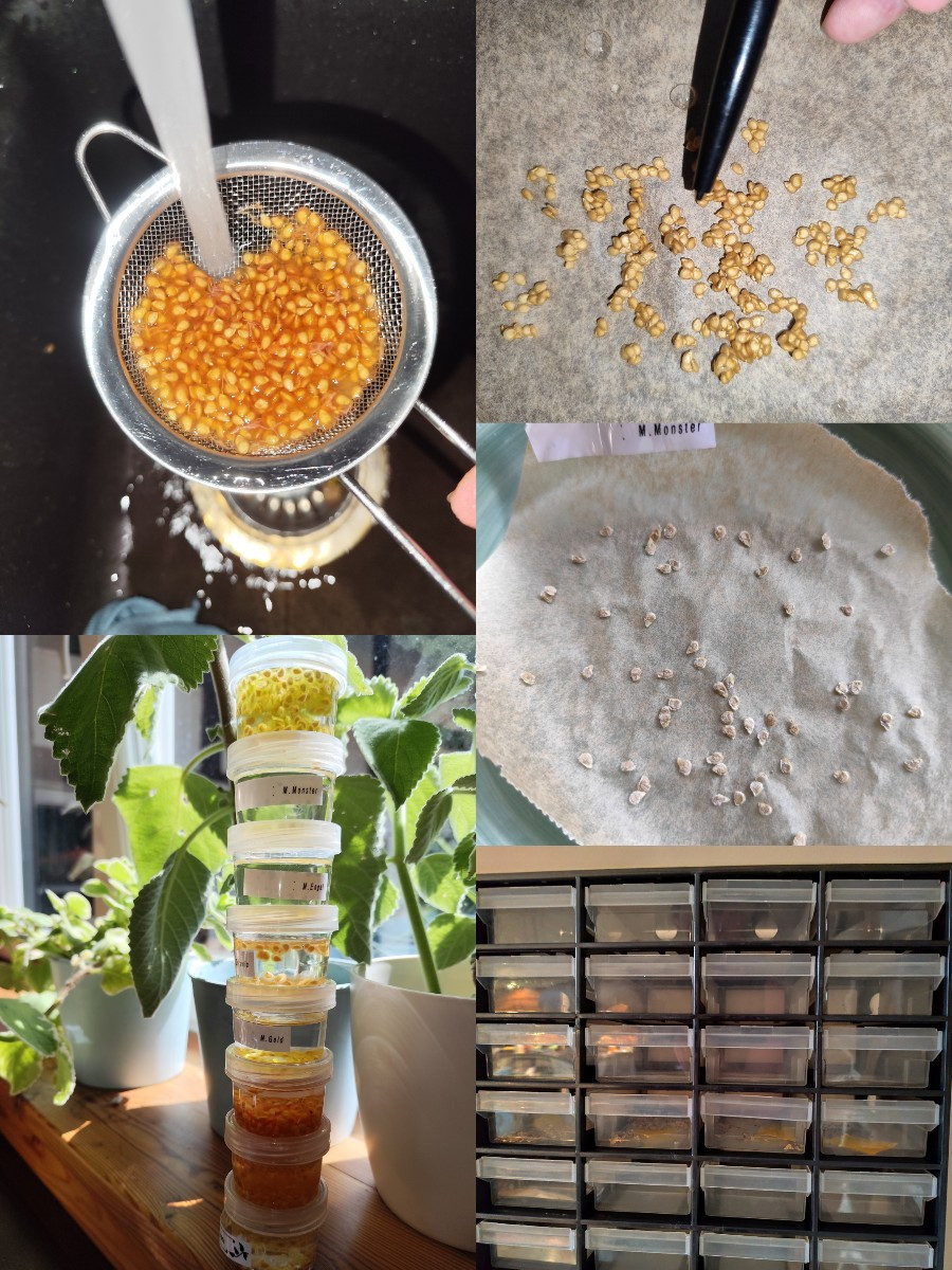 Hier ein paar Tipps, die die Saatguternte leichter machen:

- Glibber auswaschen im Sieb verkürzt das Fermentieren (der…