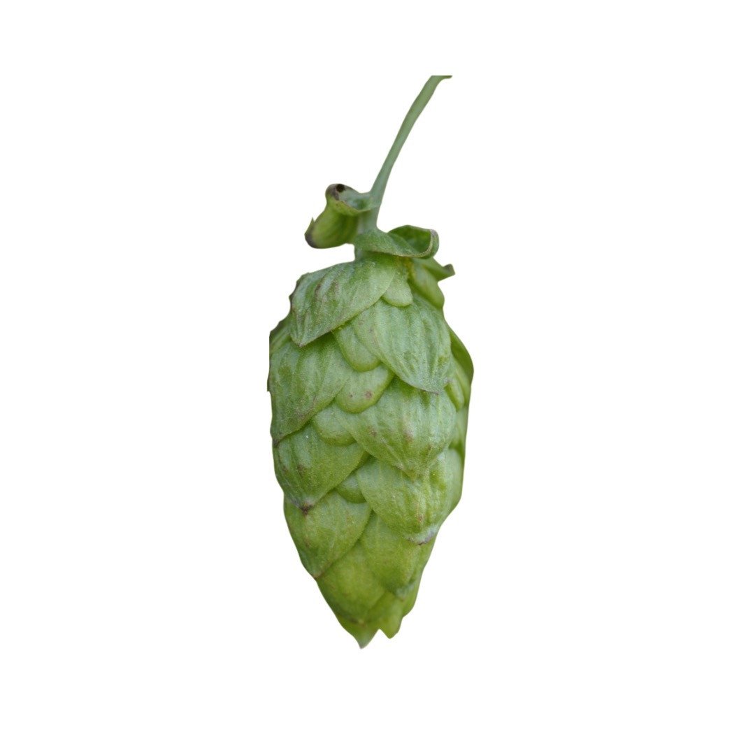 Echter Hopfen 