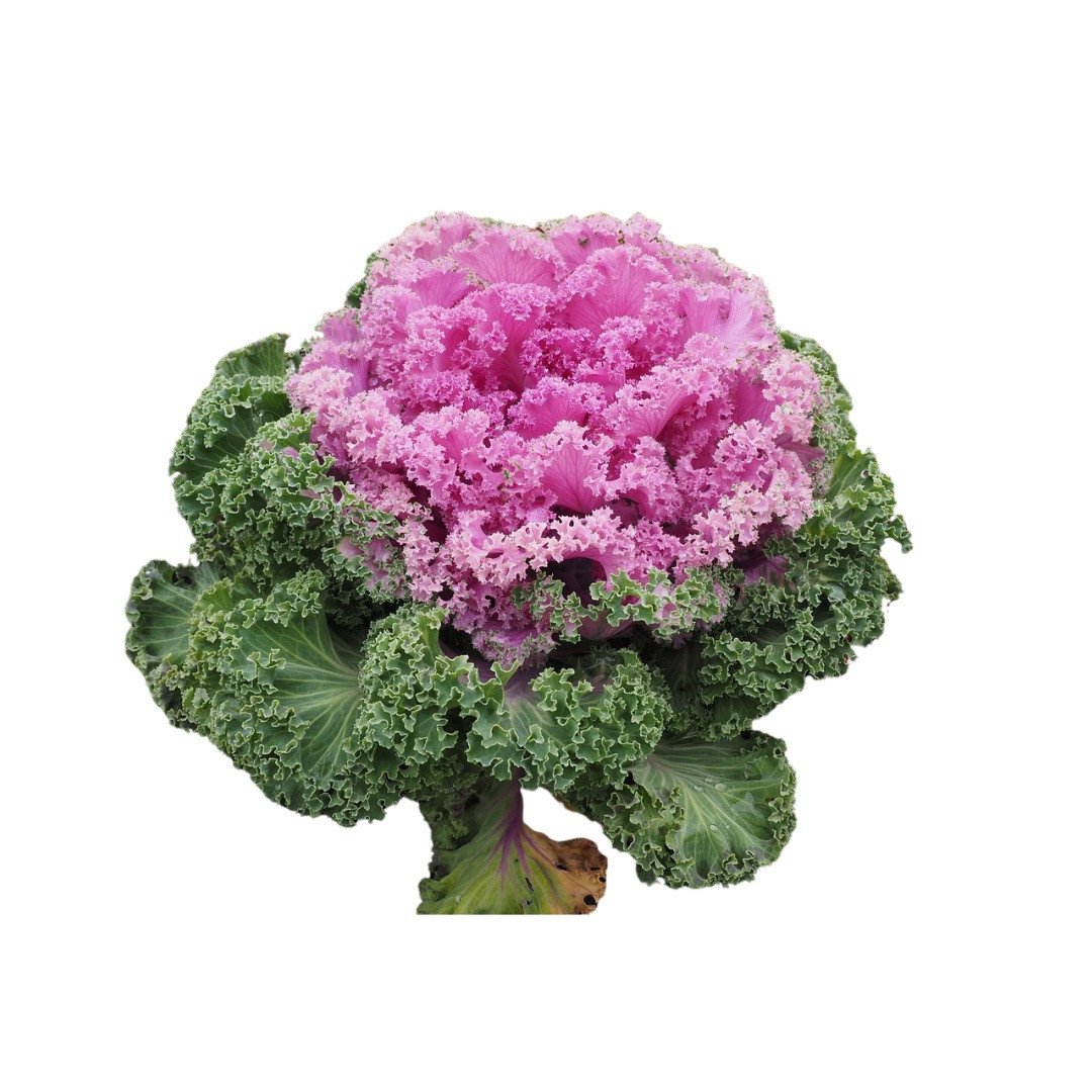 Gemüsekohl - Zierkohl